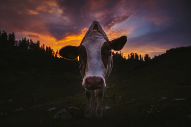 Bebildertes Hörspiel, Stieglerhaus